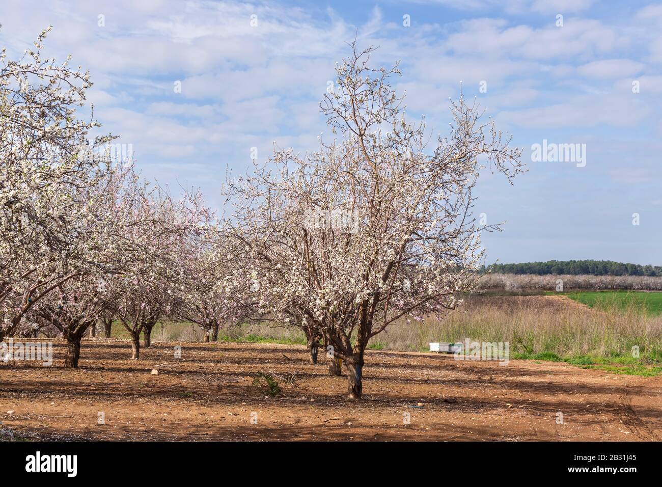 Reihen von blühenden Mandeln im Obstgarten gegen einen bewölkten Himmel und grüne Agrarfelder. Israel Stockfoto