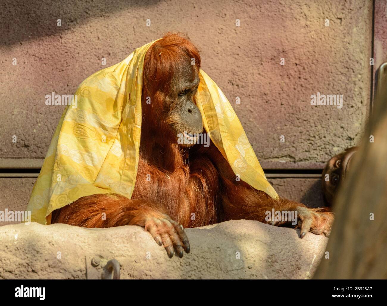 Orang-Utan mit gelbem Tuch über den Schultern im Zoo Stockfoto