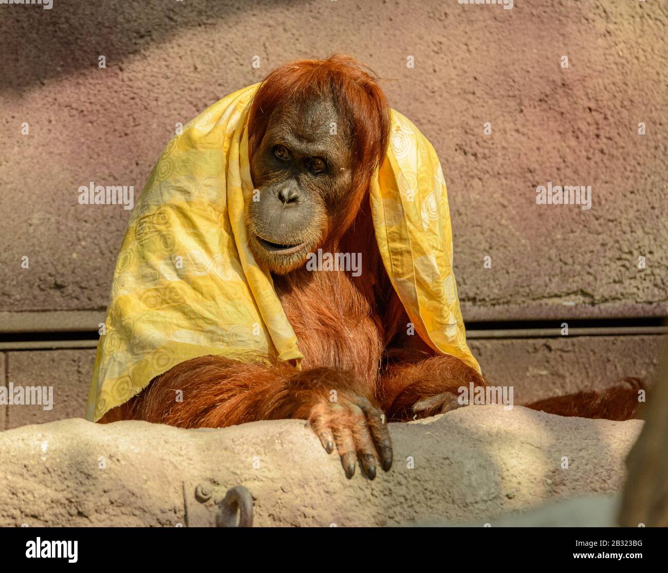 Orang-Utan mit gelbem Tuch über den Schultern im Zoo Stockfoto