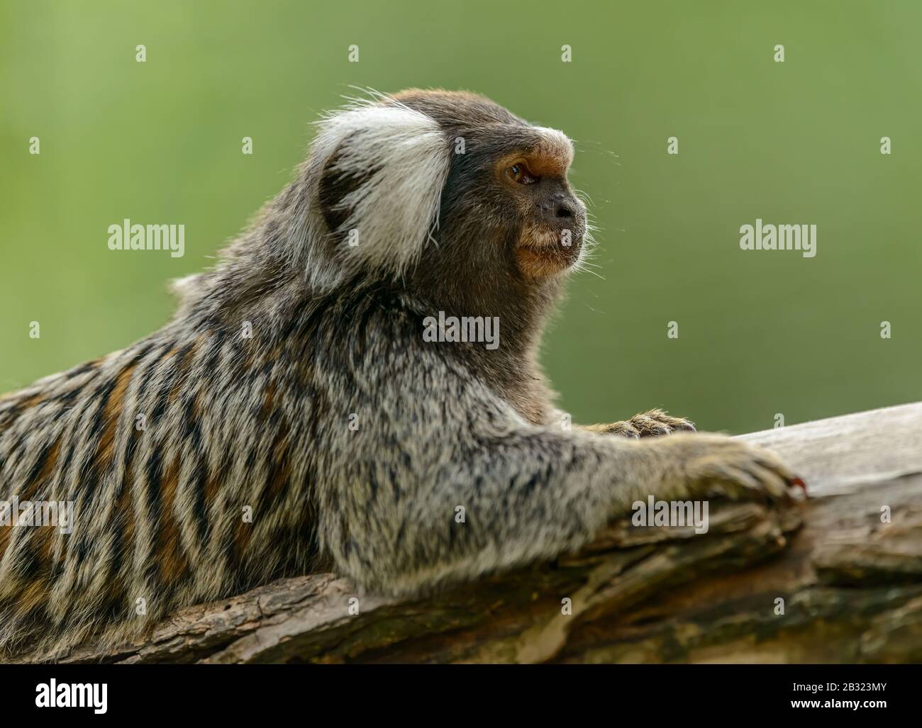 Gemeines Marmoset-Affenporträt (Callithrix jacchus) aus dem Profil im Zoo pilsen Stockfoto