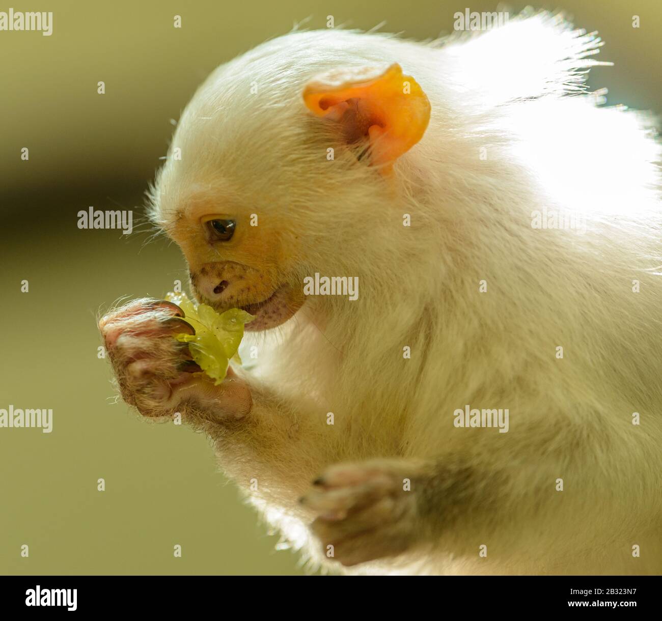 Affenprofil "Silvery Marmoset" (mico argentatus) beim Verzehr einer Traube im Zoo pilsen Stockfoto