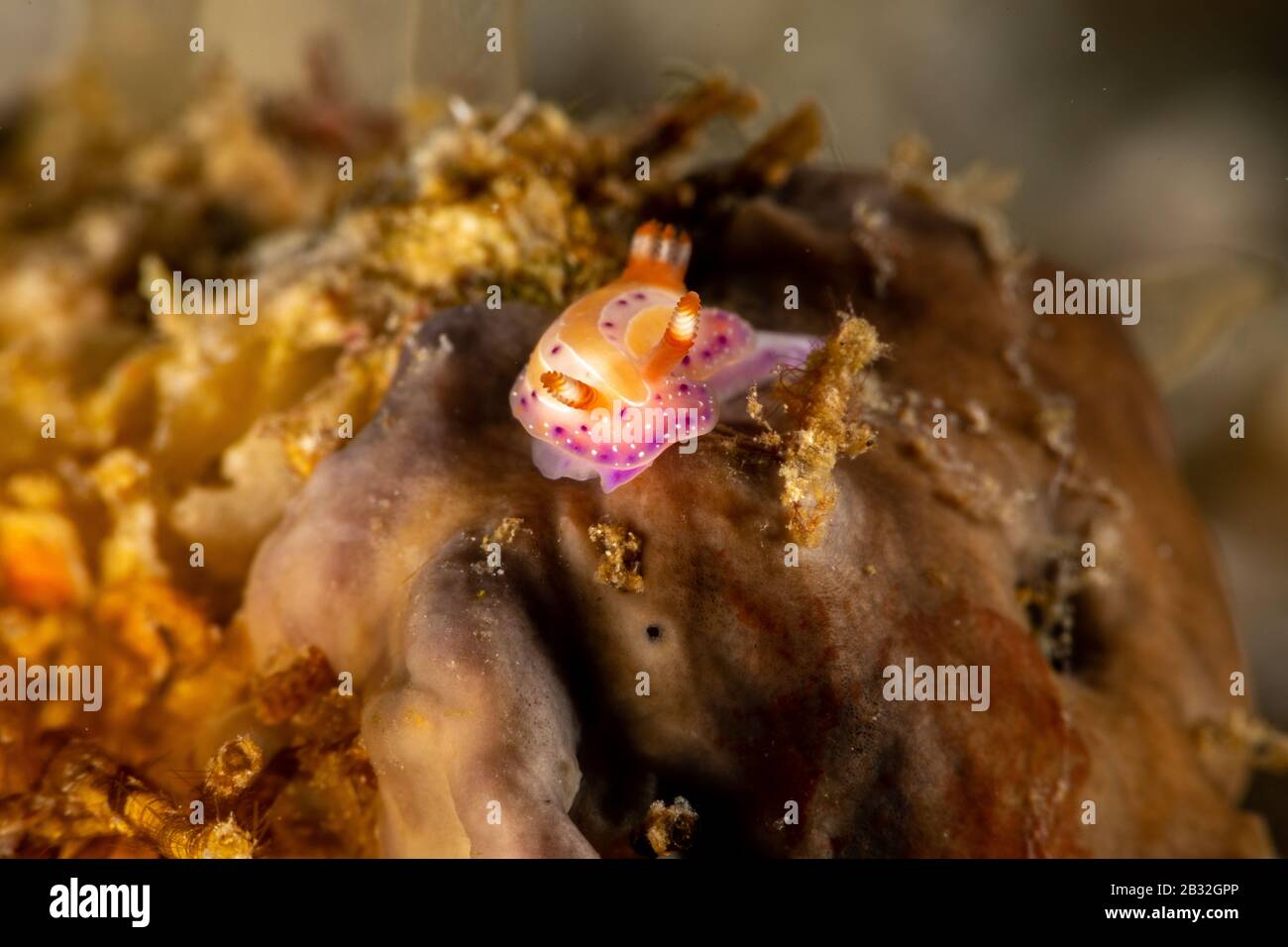 Die schönsten Unterwasser Schnecken des Indischen und Pazifischen Ozean Stockfoto