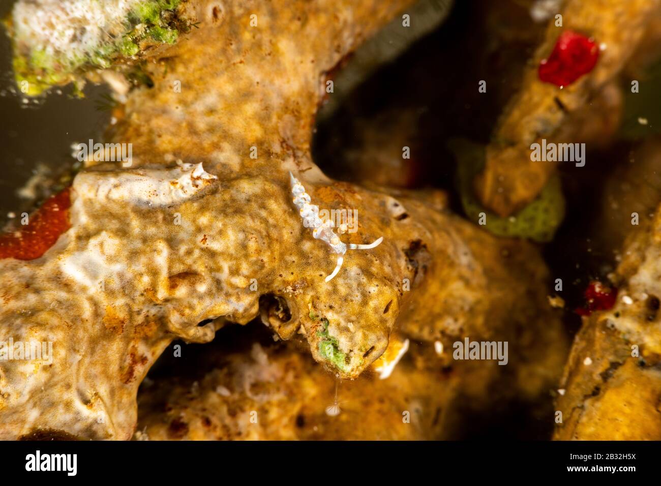 Die schönsten Unterwasser Schnecken des Indischen und Pazifischen Ozean Stockfoto
