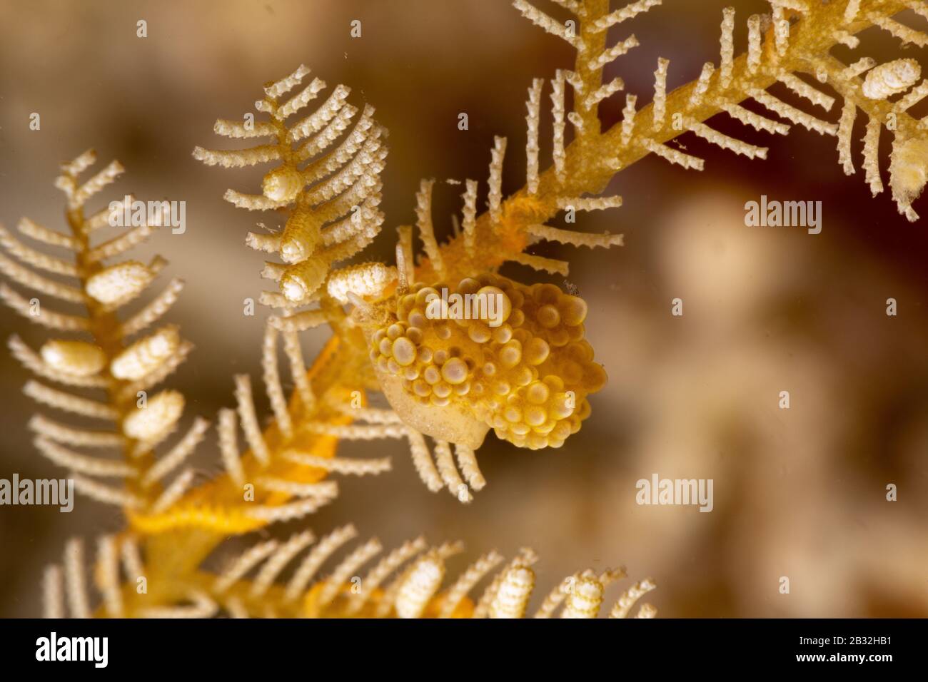Die schönsten Unterwasser Schnecken des Indischen und Pazifischen Ozean Stockfoto