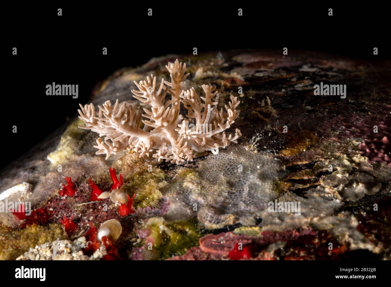 Die schönsten Unterwasser Schnecken des Indischen und Pazifischen Ozean Stockfoto