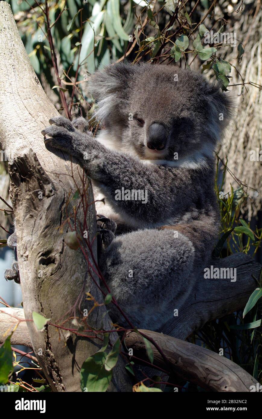 Australien, Koala - andämisches und heraldisches Tier Stockfoto