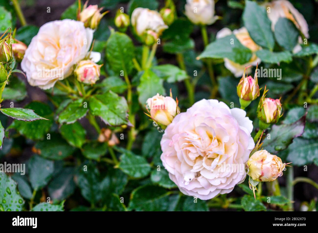 Leichte Creme rosa Rose Blume. Nahaufnahme von Garten Blume mit geringer Tiefenschärfe Stockfoto