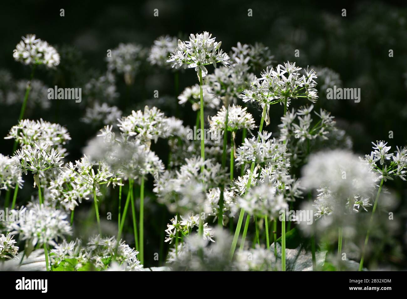 Wilde Knoblauchblüten (Allium ursinum) im Wald vor dunklem Hintergrund. Stockfoto