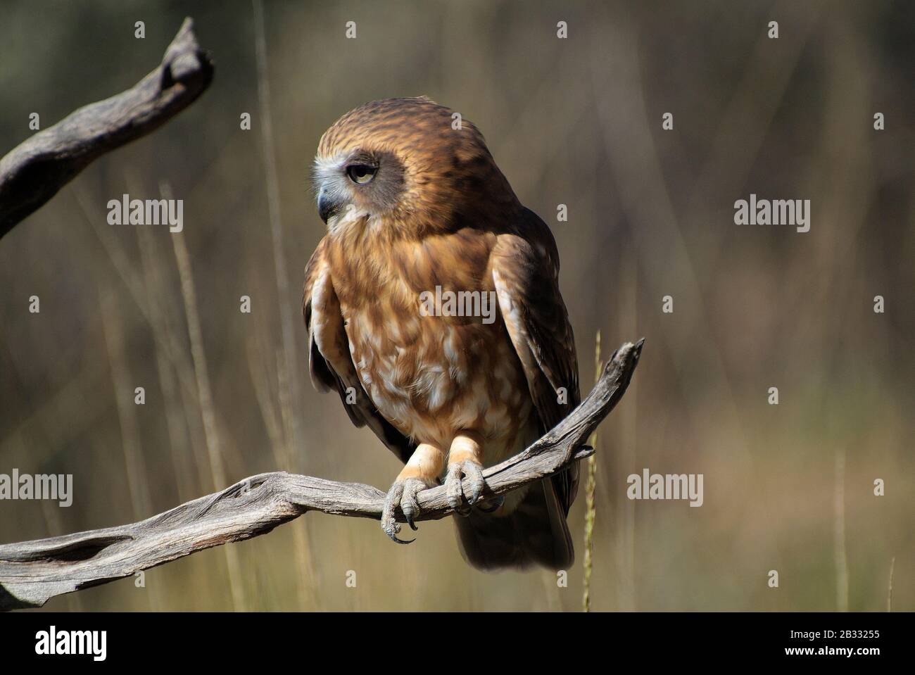 Australien, Southern Boobuch Owl - Morebork Stockfoto