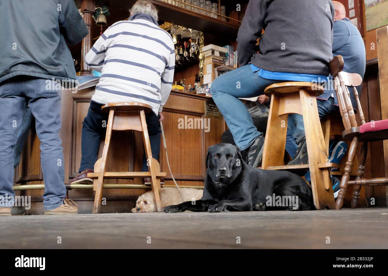 Männer sitzen in der Bar des Pubs White hart in Aldeburgh, zwei Hunde ruhen auf dem Boden. Aldeburgh, Suffolk UK. Stockfoto