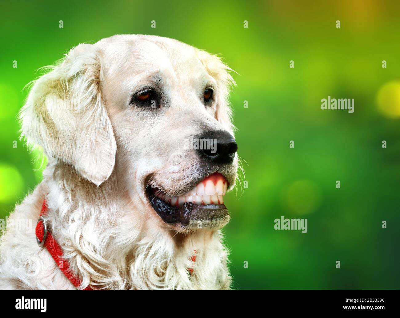 Weißer goldener Retriever mit lächelnden menschlichen Zähnen. Happy Dog Konzept. Stockfoto
