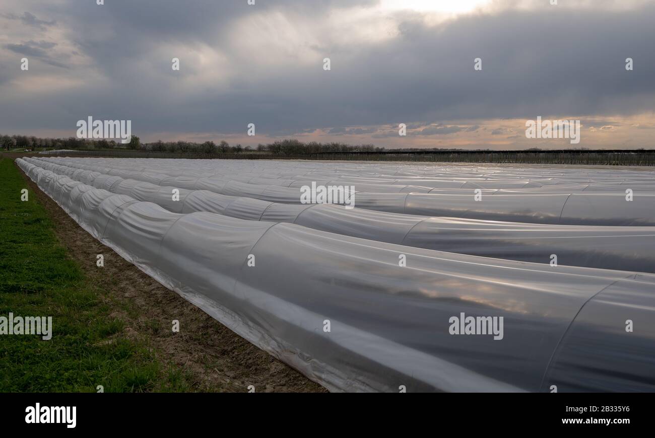 Spargelpflanzen wachsen durch den Sommer hoch mit schönem farnartigen Laub. Stockfoto