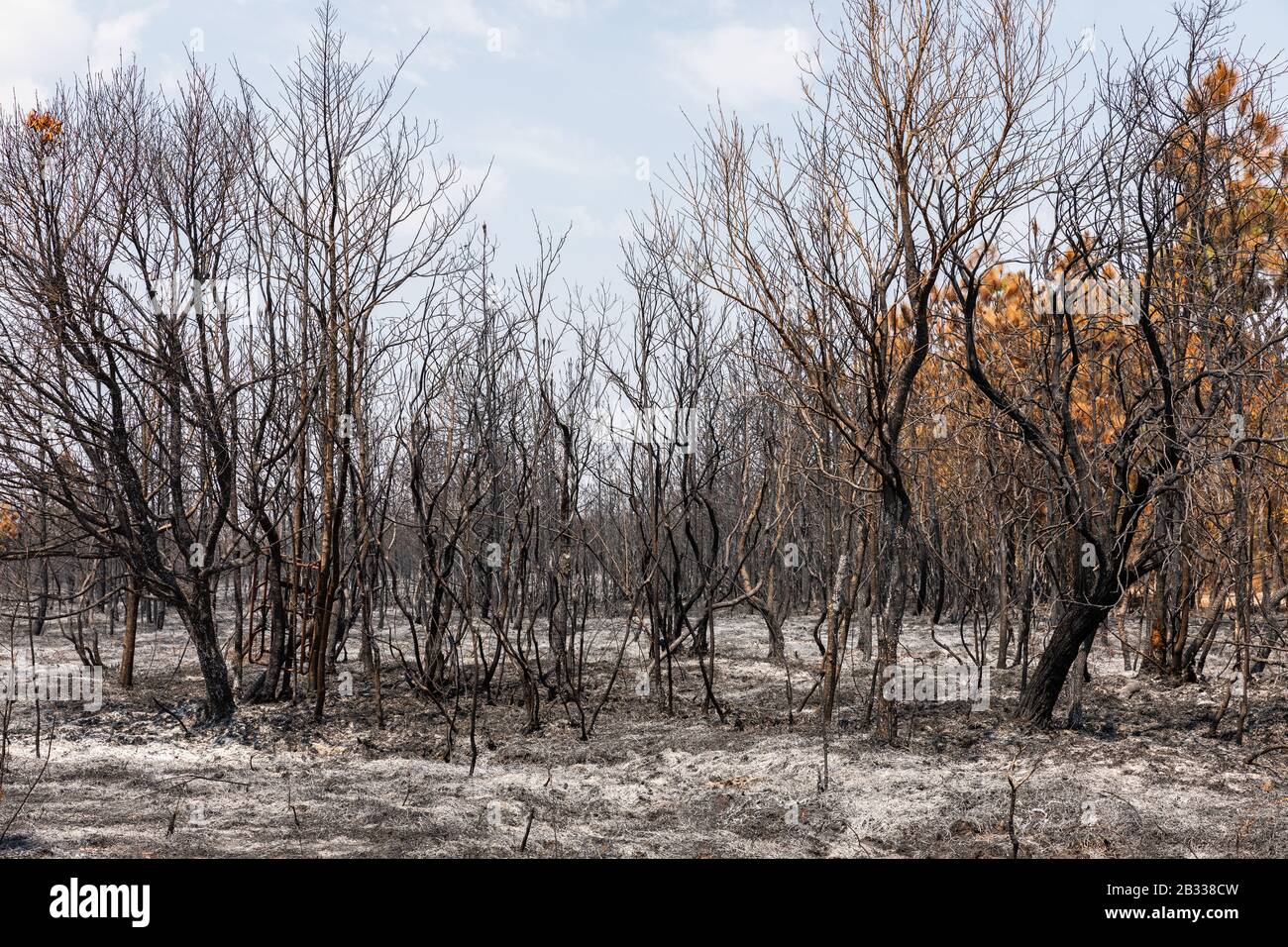Trockene Bäume brannten aus Feuer aufgrund der heißen Temperatur und des fehlenden Regens der Sommersaison im tropischen Regenwald, Phu Kradueng, Loei, Thailand. Stockfoto