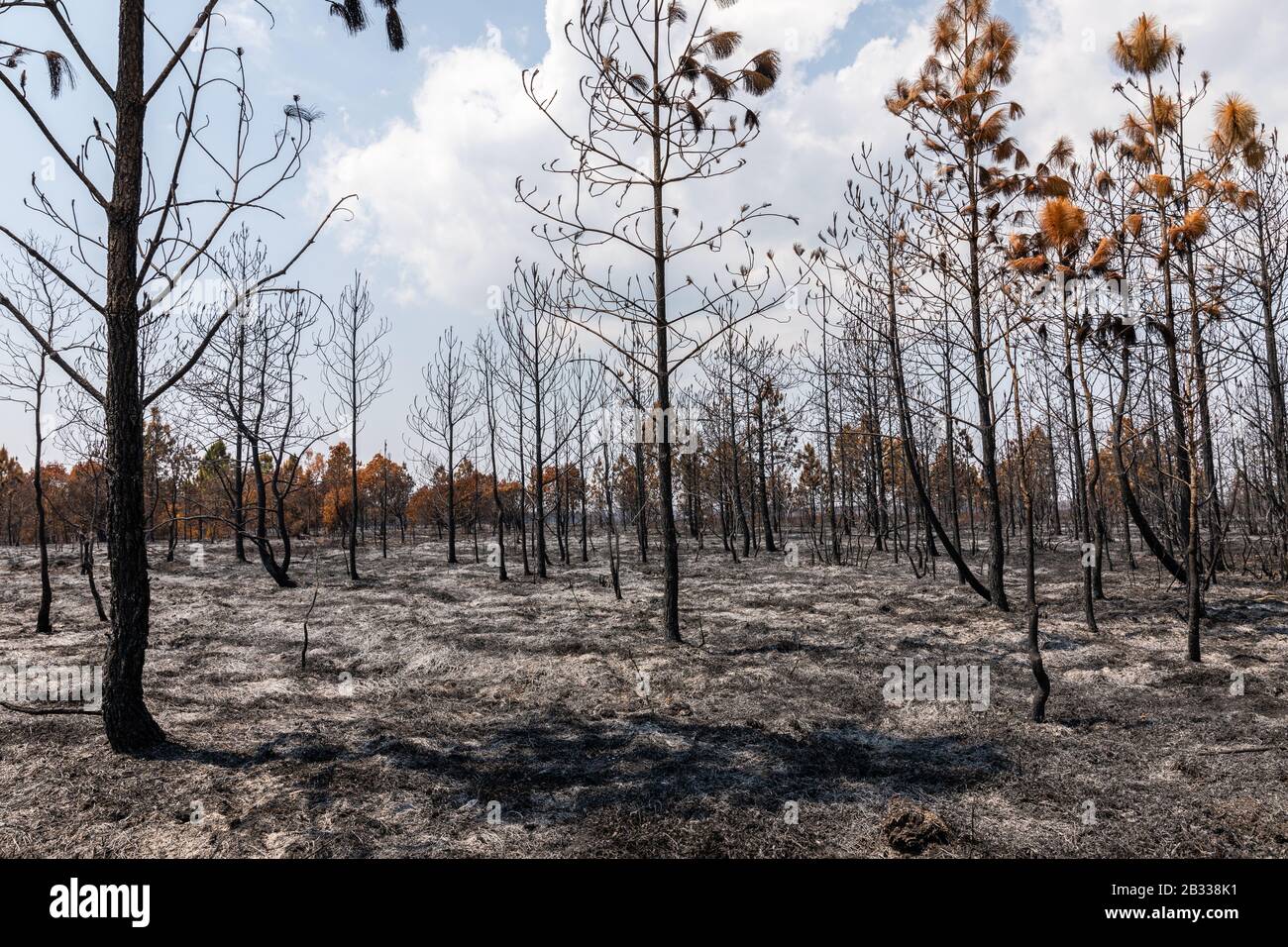 Trockene Bäume brannten aus Feuer aufgrund der heißen Temperatur und des fehlenden Regens der Sommersaison im tropischen Regenwald, Phu Kradueng, Loei, Thailand. Stockfoto