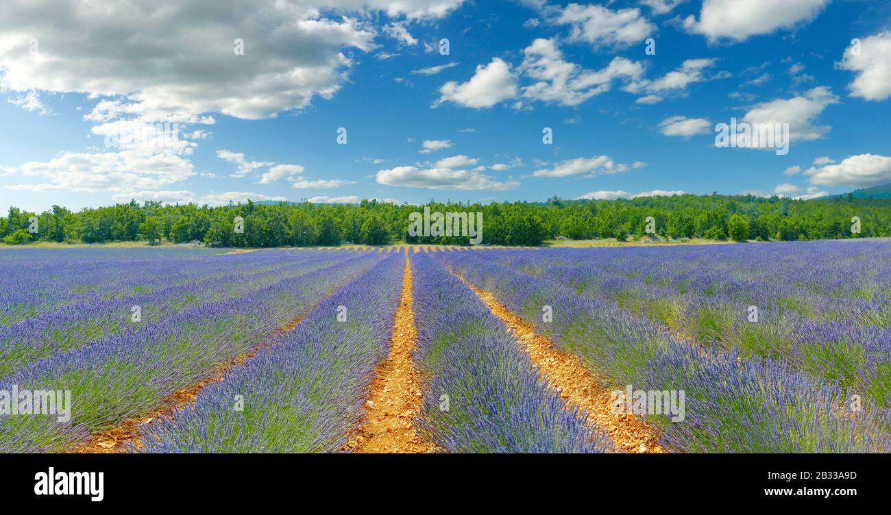 Plantage von Lavendelbündel in der provence - südfrankreich - Stockfoto