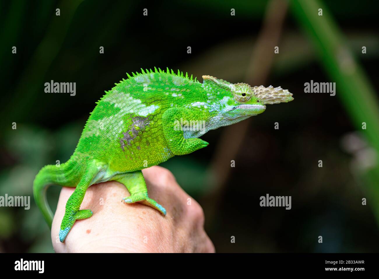 West Usambara zwei gemornte Chamäleons, Kinyongia multituberculata Stockfoto