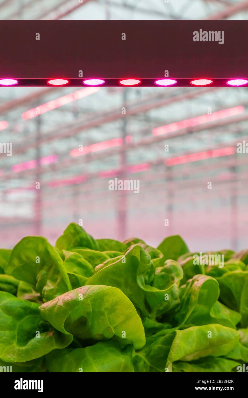 Die LED-Beleuchtung wuchs früher in einem holländischen Gewächshaus an Salat, ohne dass Sonnenlicht erforderlich war Stockfoto