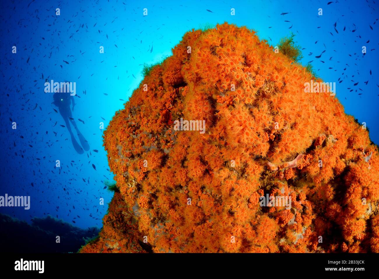 Yellow Cluster Anemone, Parazoanthus axinellae, Coralreef und Scuba Diver, Tamariu, Costa Brava, Spanien, Mittelmeer, MR Stockfoto