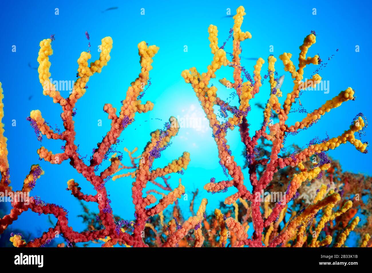 Variabler Seefan, Paramuricea clavata, Laichgorgonia mit Eiern, Tamariu, Costa Brava, Spanien, Mittelmeer Stockfoto