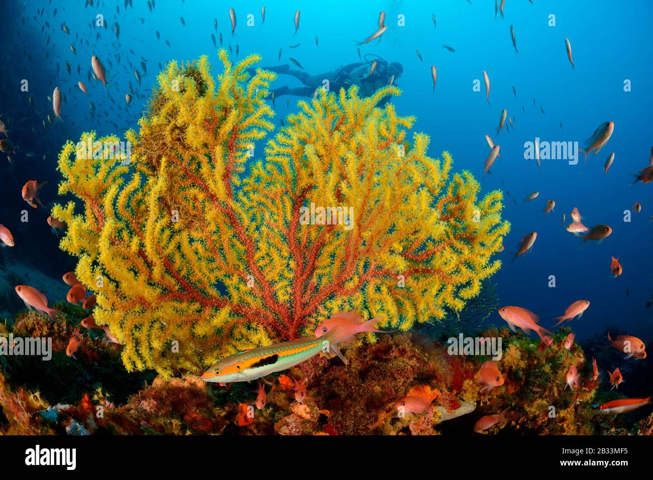 Variabler Seefan, Paramuricea clavata und Schwalbenschwanz Seaperch, Anthias Anthias und Sporttaucher, Tamariu, Costa Brava, Spanien, Mittelmeer, MR Stockfoto