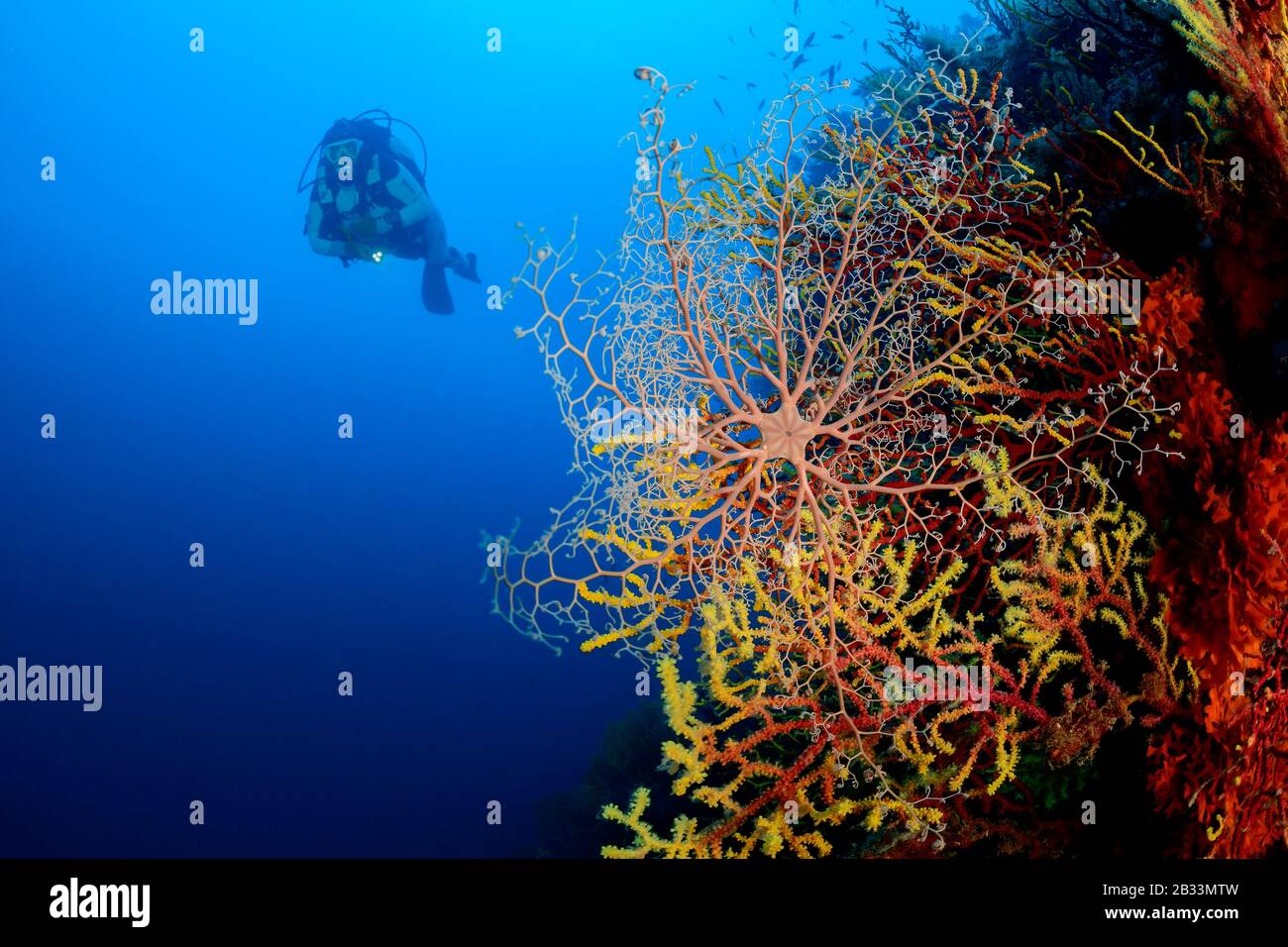 Mittelmeer-Baskat-Stern, Astrospartus medaiterraneus, auf Paramuricea clavata sitzend, Sporttaucher, Tamariu, Costa Brava, Spanien, Mittelmeer, MR Stockfoto