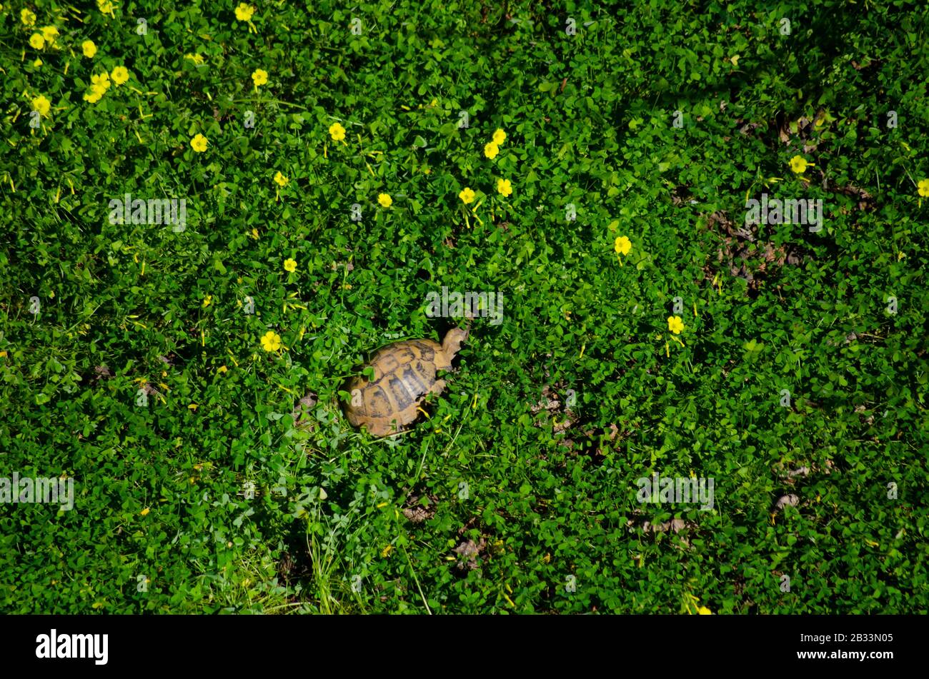 Luftbild einer griechischen Schildkröte ( Testudo graeca auch als Stirnschildkröte bezeichnet) kriecht in Frühlingspflanzen in einem Garten in Athen Griechenland Stockfoto