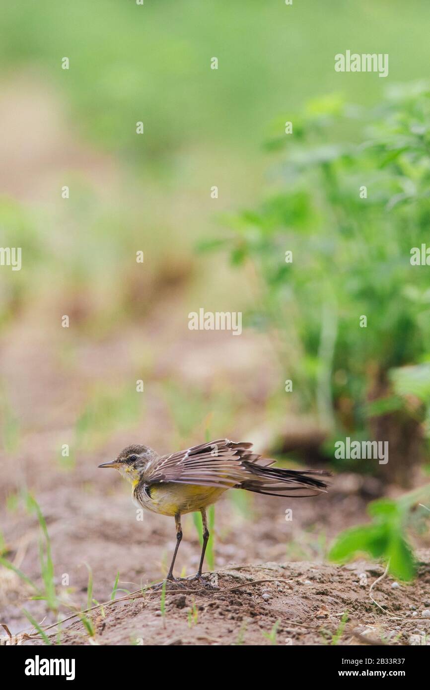 Gelber Wagtail-Vogel auf einem Bauernhof Stockfoto