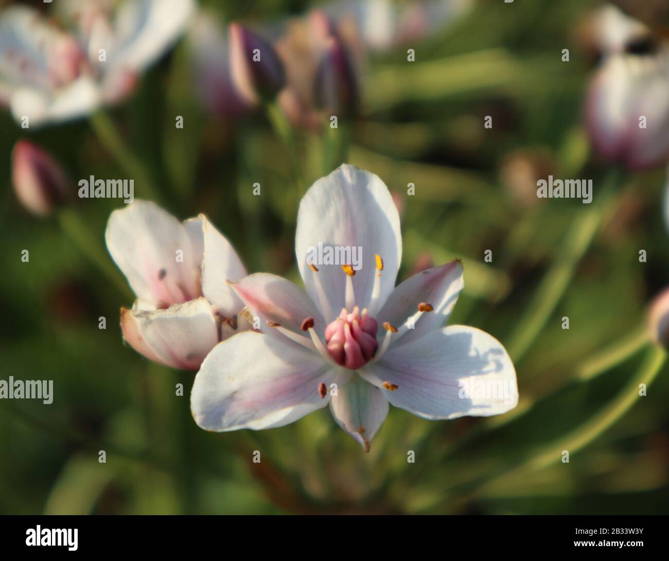 Zarte kleine weiße und rosafarbene Blumen am Flussmakro aus Pastell-Nahaufnahme Stockfoto