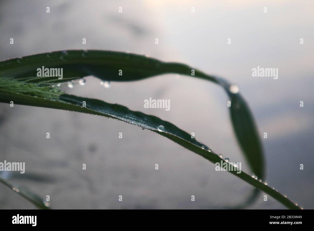 Gras-Wasser lässt morgendliche Reinheit nahe Morgenröte Natur reines Leben fallen Stockfoto