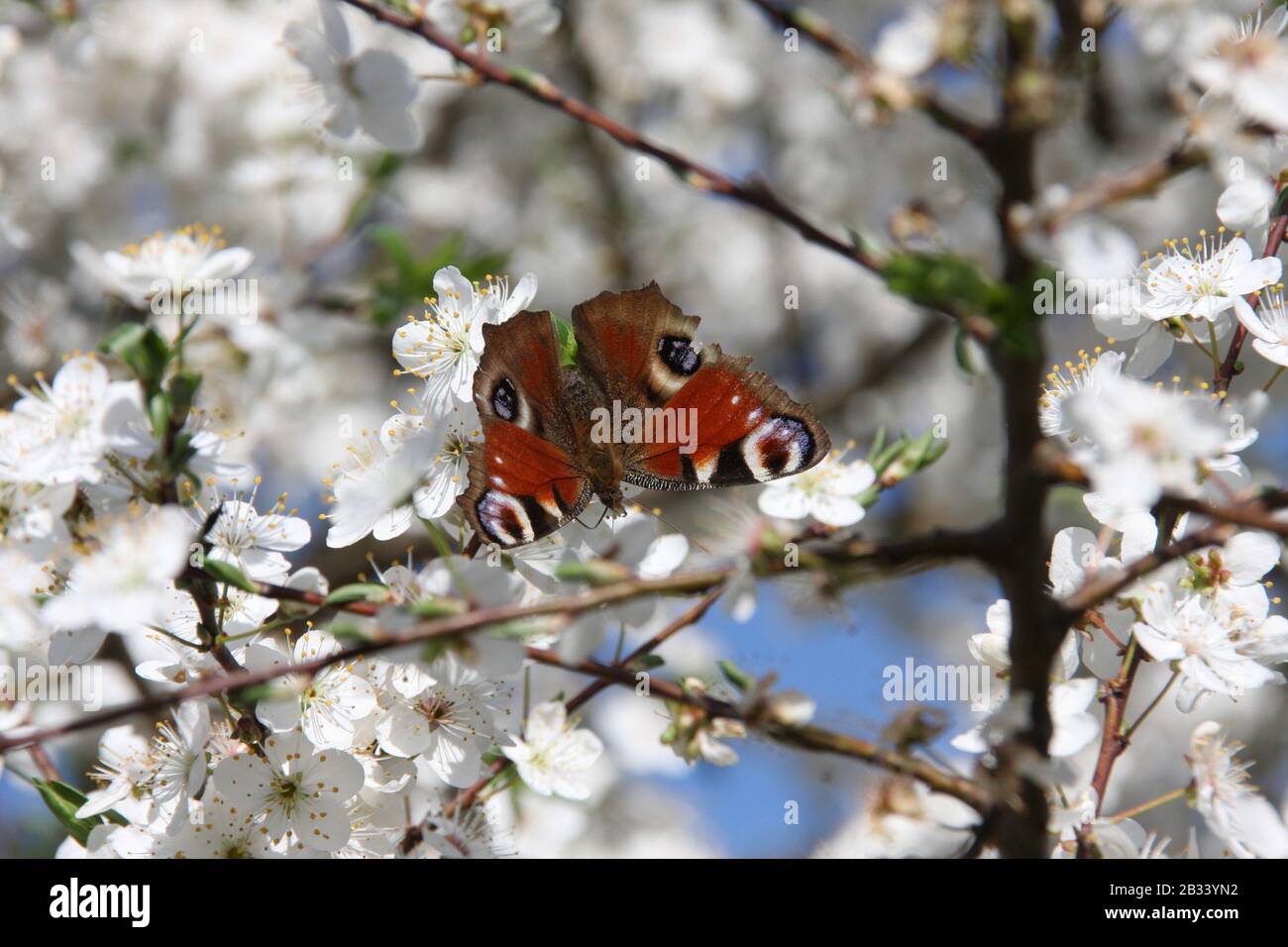 Europäischer Pfauen-Schmetterling auf weißen Blumen des Sauren Kirschbaums Prunus Cerasus in Richtung blauer Himmel zur Frühlingssaison, Tagpfauenauge, Nymphalis aglais Stockfoto