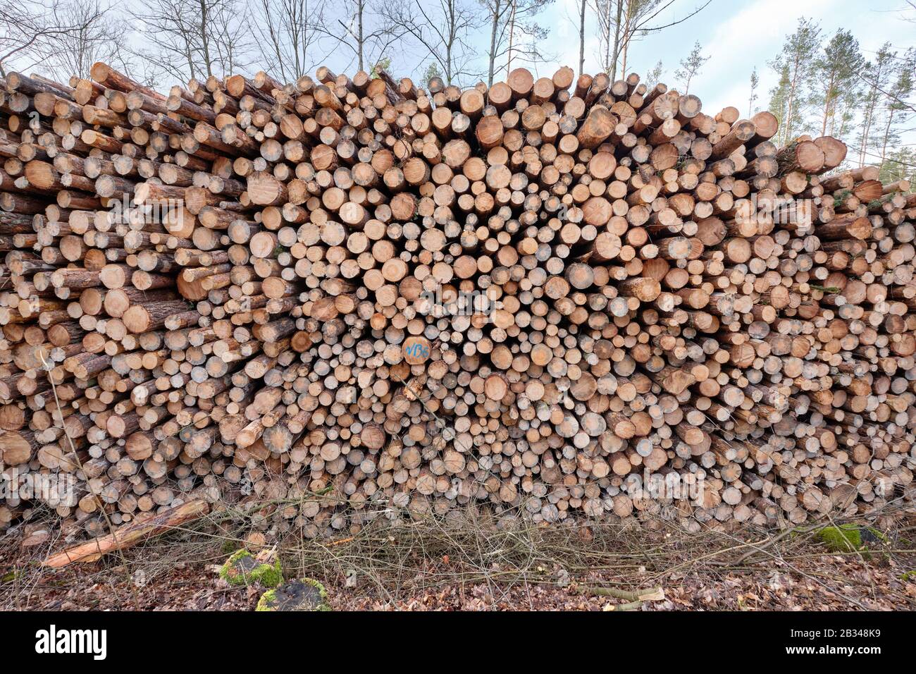 Nahaufnahme eines riesigen Holzfälles im Wald mit Baumstämmen fellig wegen Schädlingsbefall. Im Februar in der Nähe von Nürnberg in Bayern zu sehen Stockfoto