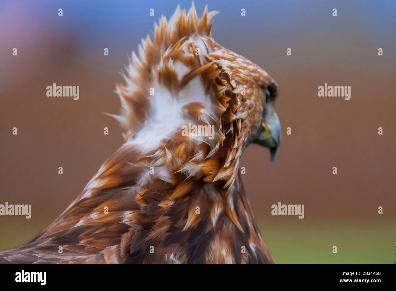 Goldener Adler (Aquila chrysaetos), Wind rührt die Nackenfedern, Porträt, Deutschland Stockfoto