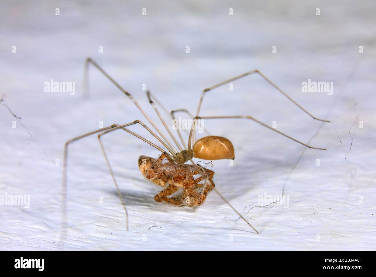 Keller Spinne Stockfotos und -bilder Kaufen - Alamy