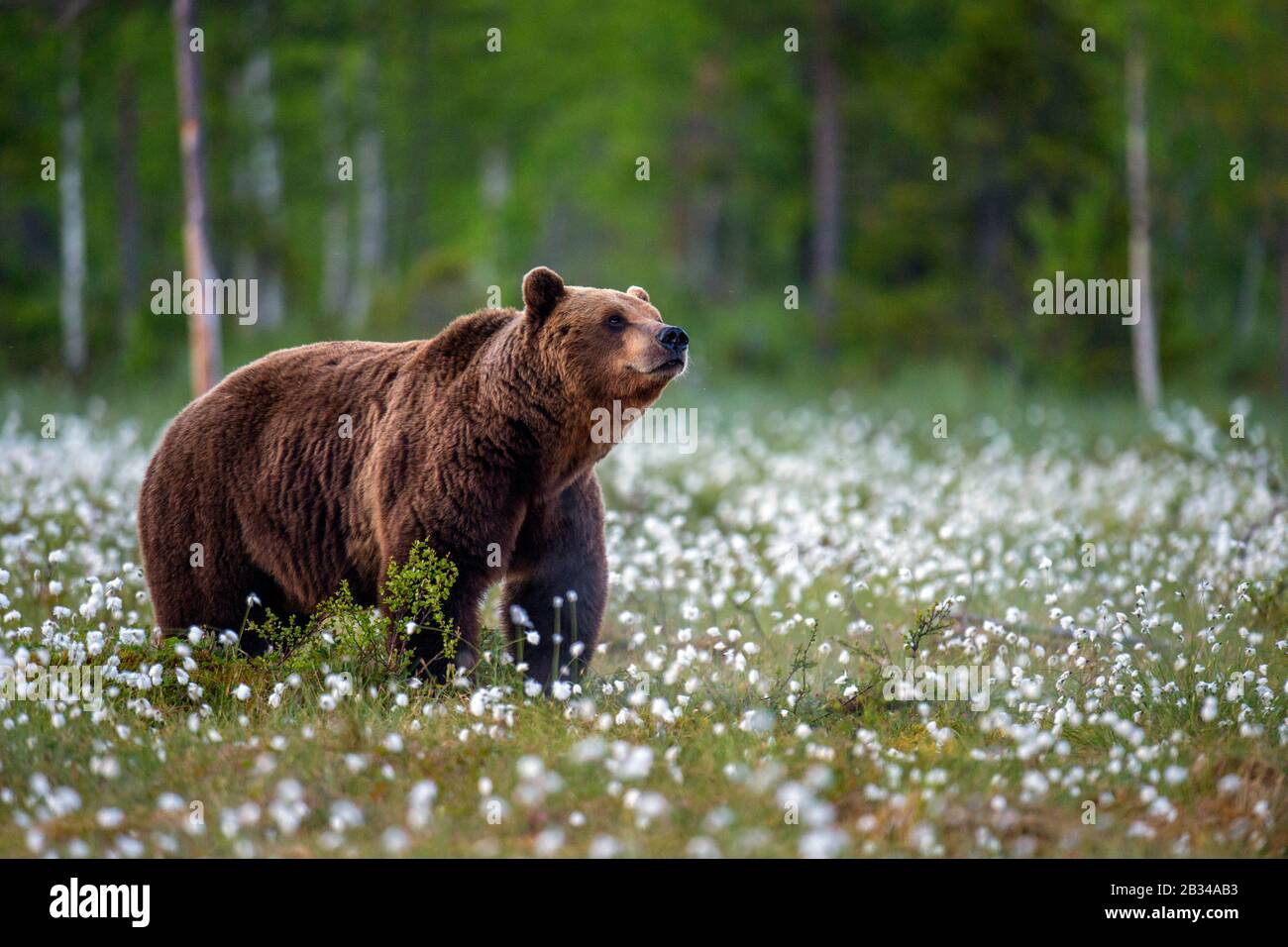 Europäischer Braunbär (Ursus arctos arctos), der auf der Wiese von Baumwollgras steht, Finnland, Karelia, Suomussalmi Stockfoto
