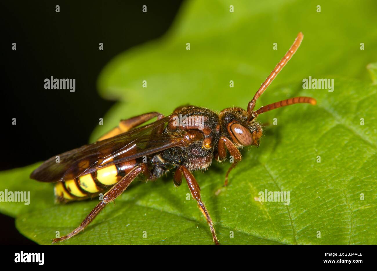 Gelbe Kuckucksbiene (Nomada flava), weiblich auf einem Blatt, Deutschland Stockfoto