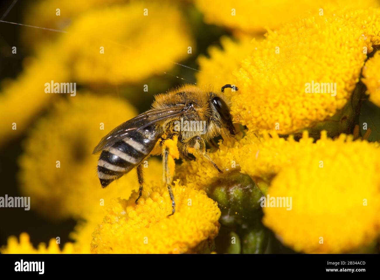 Davies' Colletes (Colletes daviesanus), weiblich auf Tanacetum vulgare, Deutschland Stockfoto