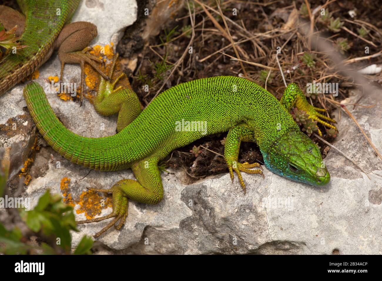 Ostgrüne Eidechse, Europäische Grüneidechse, Smaragdeidechse (Lacerta viridis, Lacerta viridis viridis), Porträt in voller Länge, Ansicht von oben Stockfoto