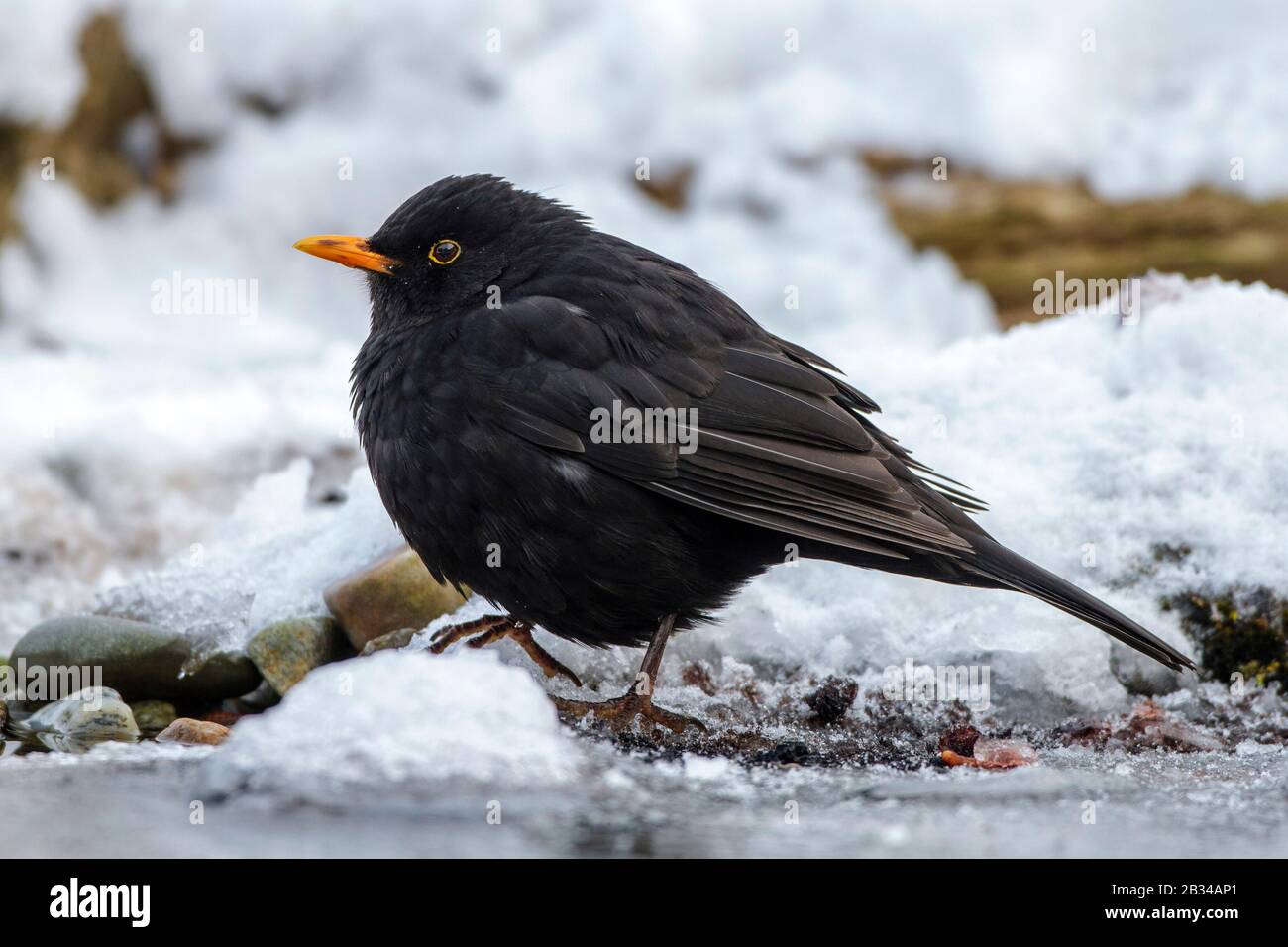 Schwarzvogel (Turdus merula), männlich im Schnee, Deutschland, Baden-Württemberg Stockfoto