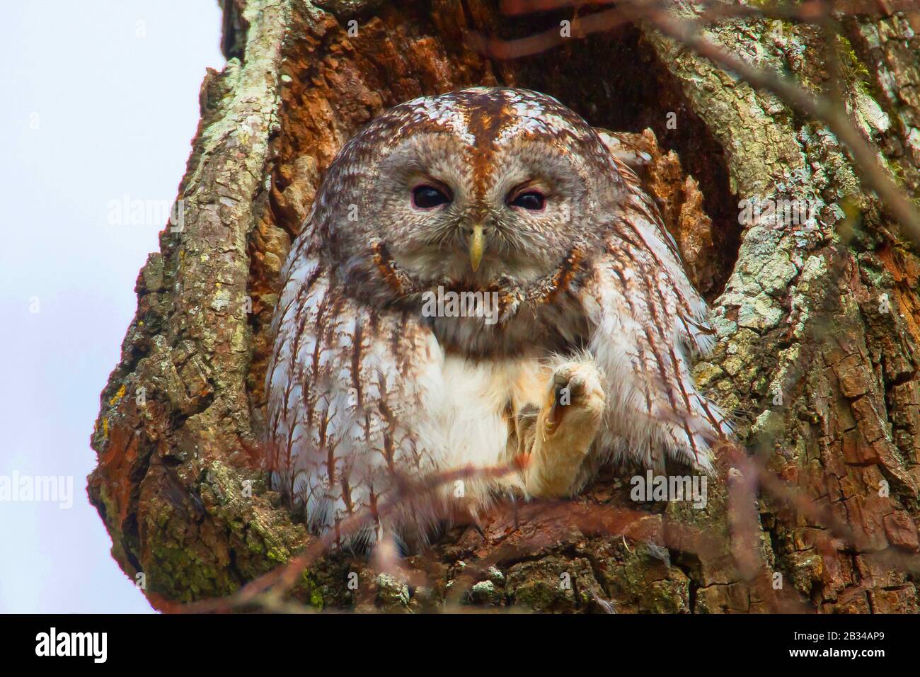 Eurasische Waldkauz (Strix aluco), bei Tageslicht in einem Baumloch unterwegs und ein Bein streckend, Vorderansicht, Deutschland, Bayern, Niederbayern, Niederbayern Stockfoto