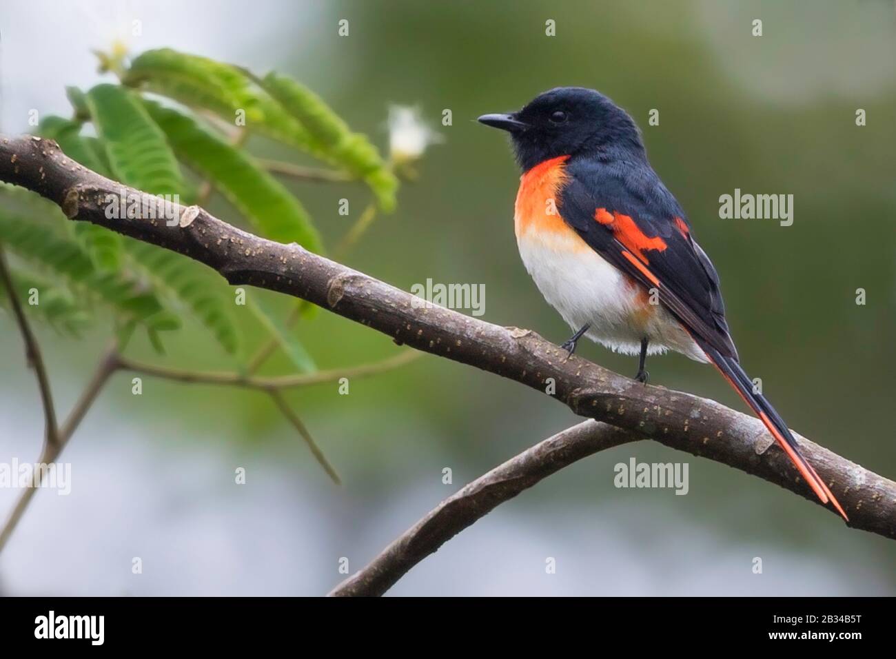 Flores minivet (Pericrocotus lansbergei), und indonesische endemische Vogelarten zu den kleinen Sundas (Sumbawa und Flores), Indonesien, Flores Stockfoto