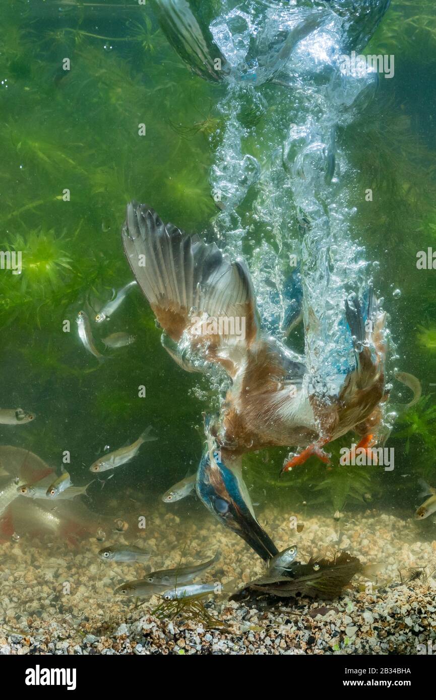 Fluss-Eisvogel (Alcedo atthis), Tauchen ins Wasser und fangen einen Fisch, Niederlande, Naarden Stockfoto