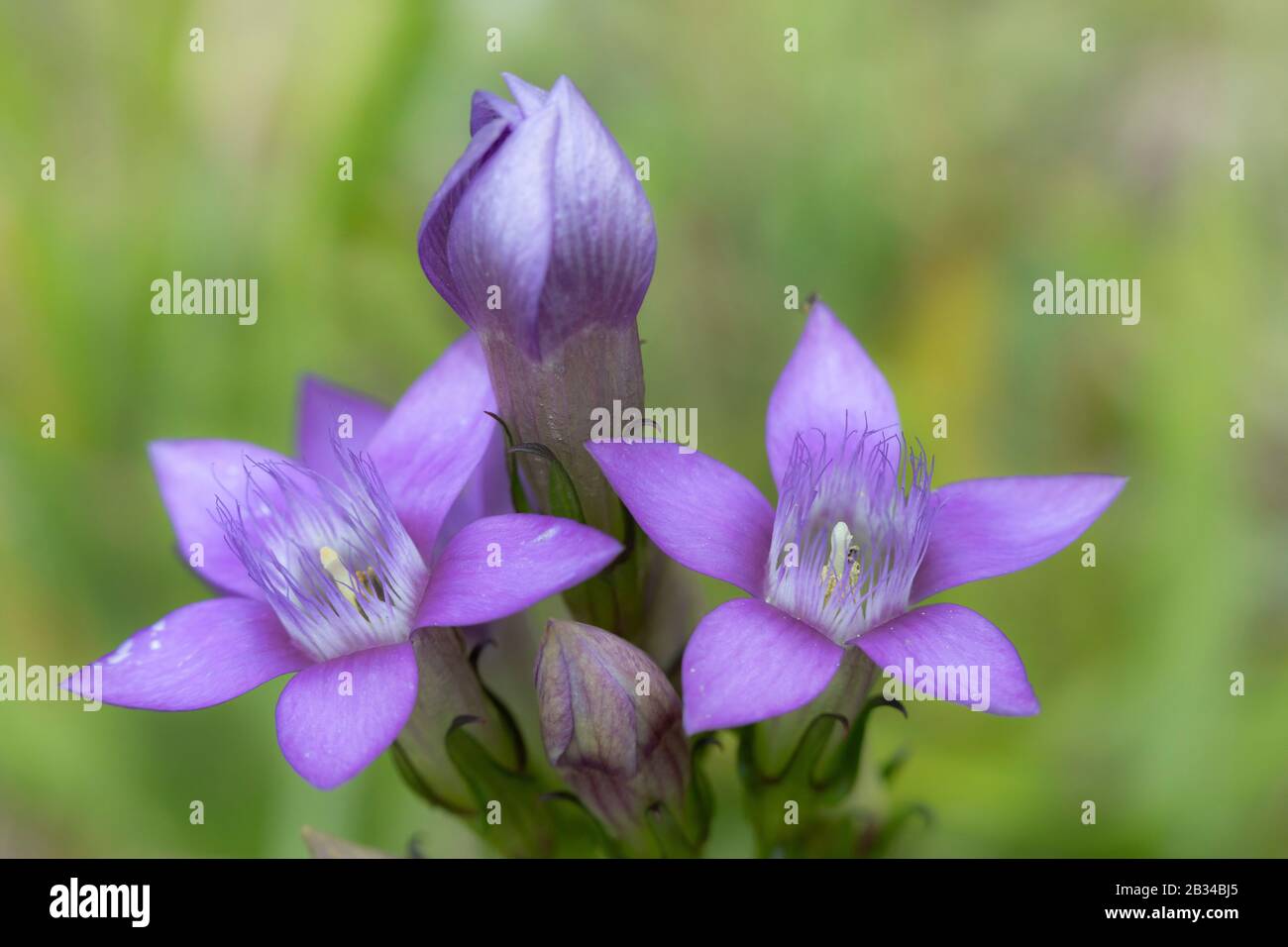 Deutsche Heiden, Chiltern Gentian (Gentiana germanica, Gentianella germanica), Blooming, Deutschland, Bayern Stockfoto