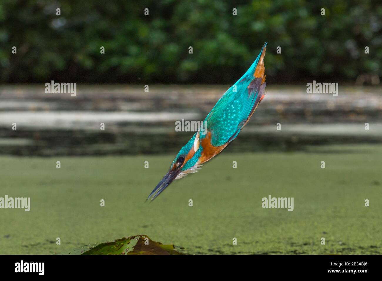 Flusskönigsfischerei (Alcedo atthis), Jagd, das so schnell wie ein Pfeil ins Wasser fällt, Niederlande, Naarden Stockfoto