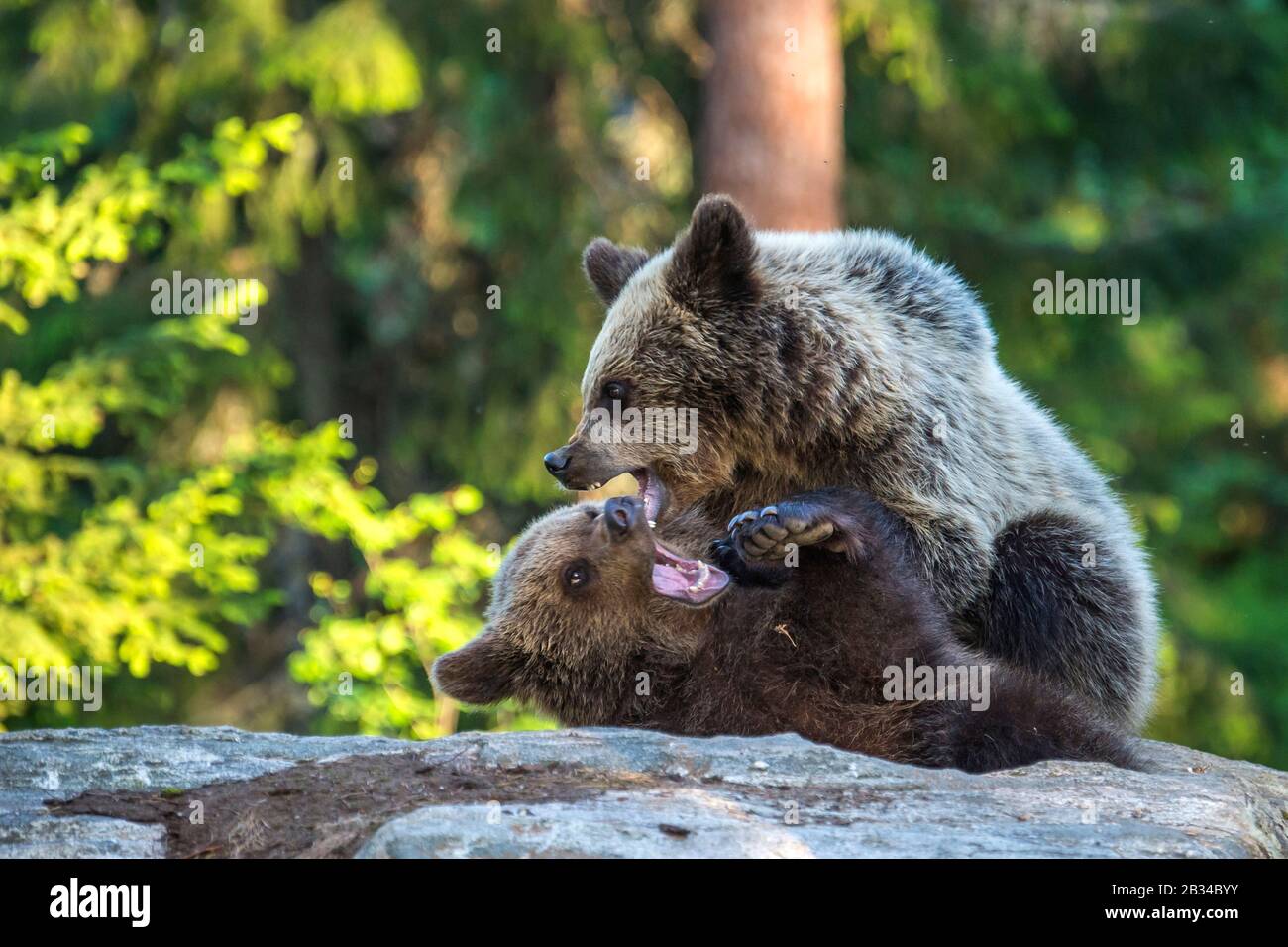 Europäischer Braunbär (Ursus arctos arctos), zwei Bärenkuppen spielen, Finnland, Karelia, Suomussalmi Stockfoto