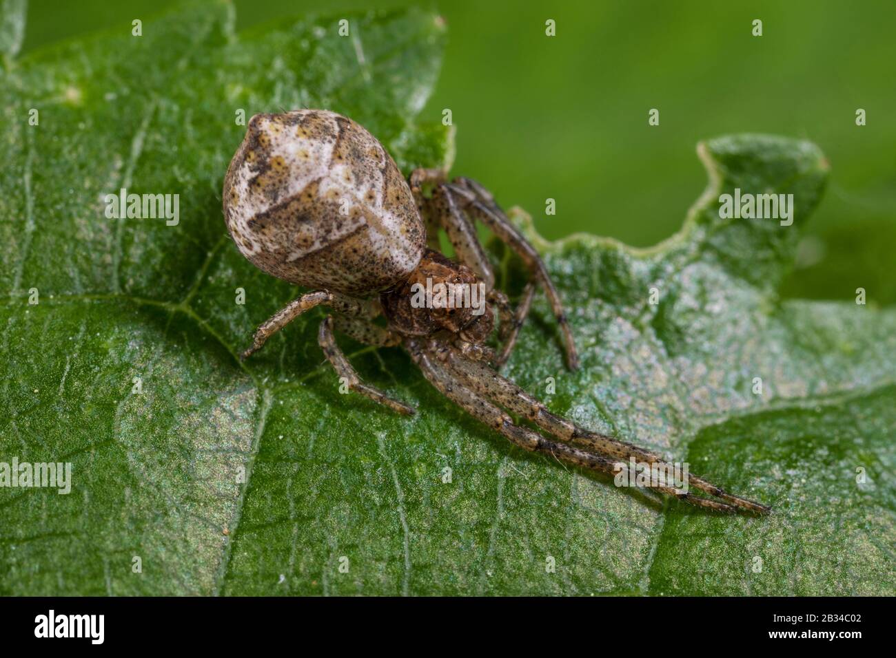 Krabbenspinne (Tmarus pige), auf einem Blatt, Deutschland Stockfoto