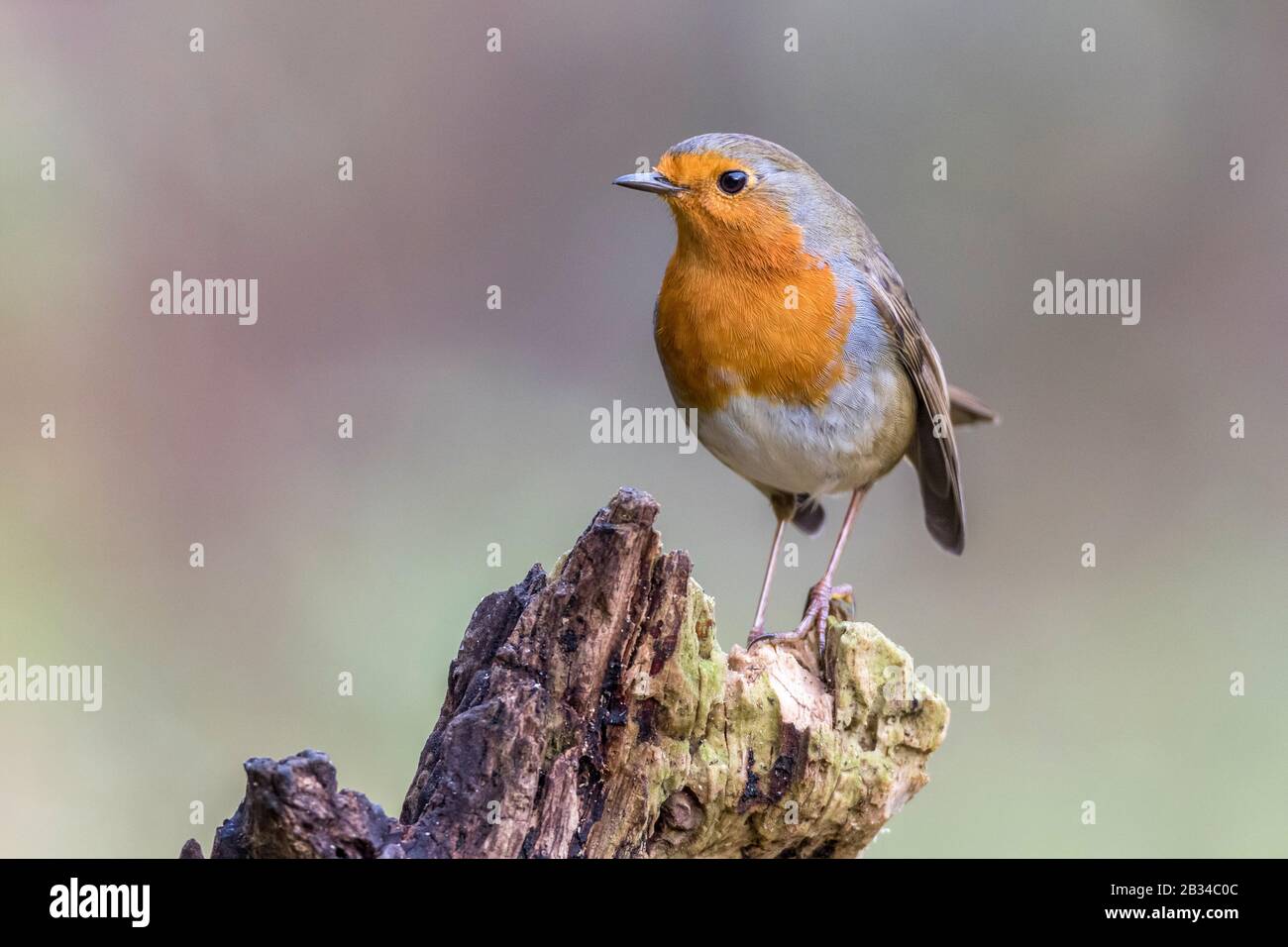 Europäischer Robin (Erithacus rubecula), auf Totholz, Deutschland, Bayern Stockfoto