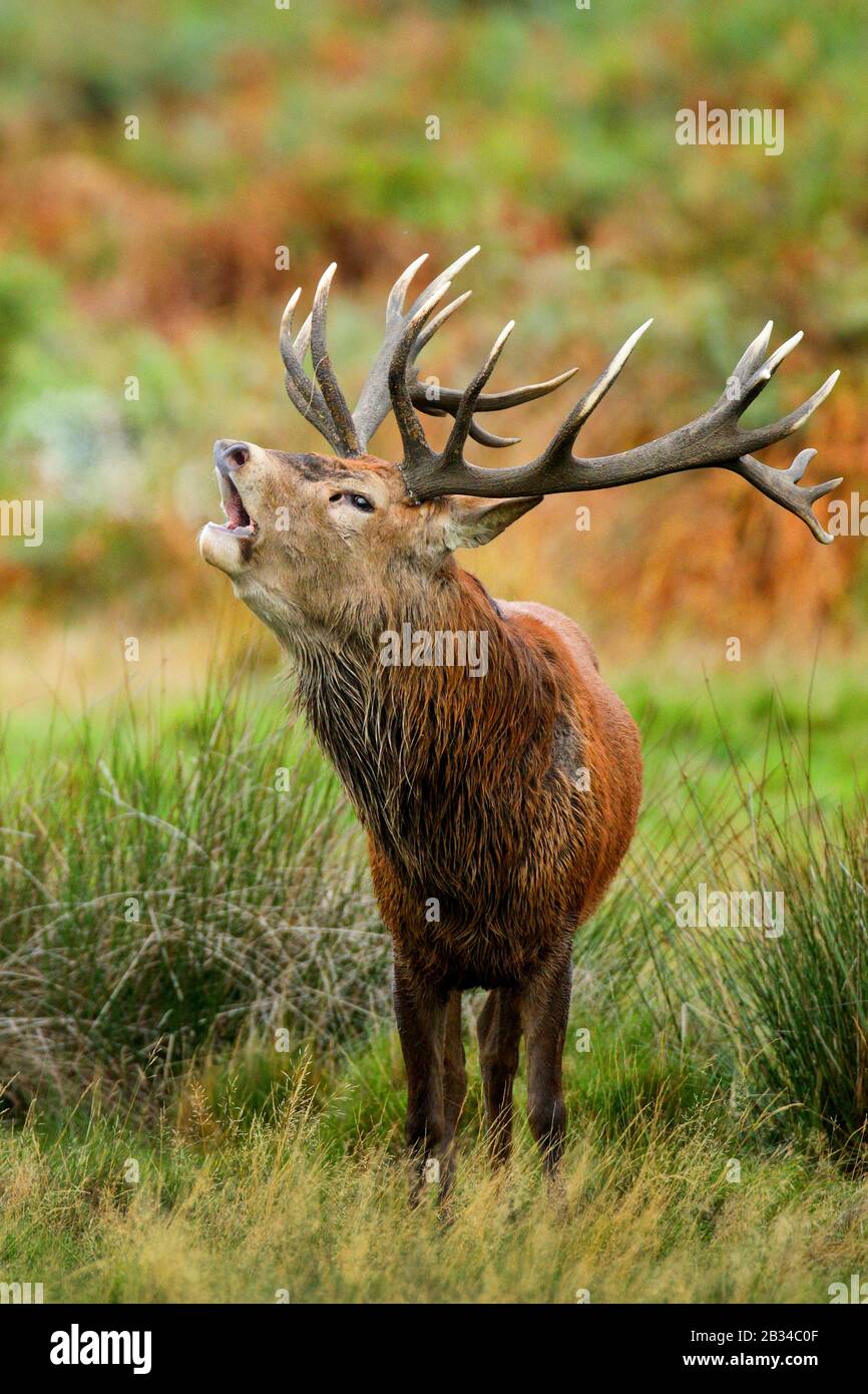 Rotwild (Cervus elaphus), brüllender Hirsch, Großbritannien, England Stockfoto
