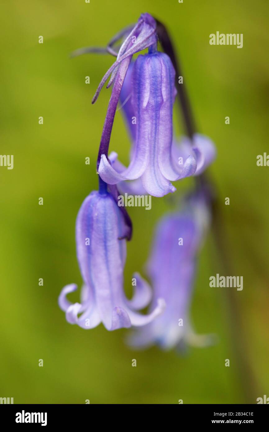 Atlantische Blaupause (Hyacinthoides non scripta, Endymion non scriptus, Scilla non scripta), Blumen, Frankreich, Bretagne Stockfoto