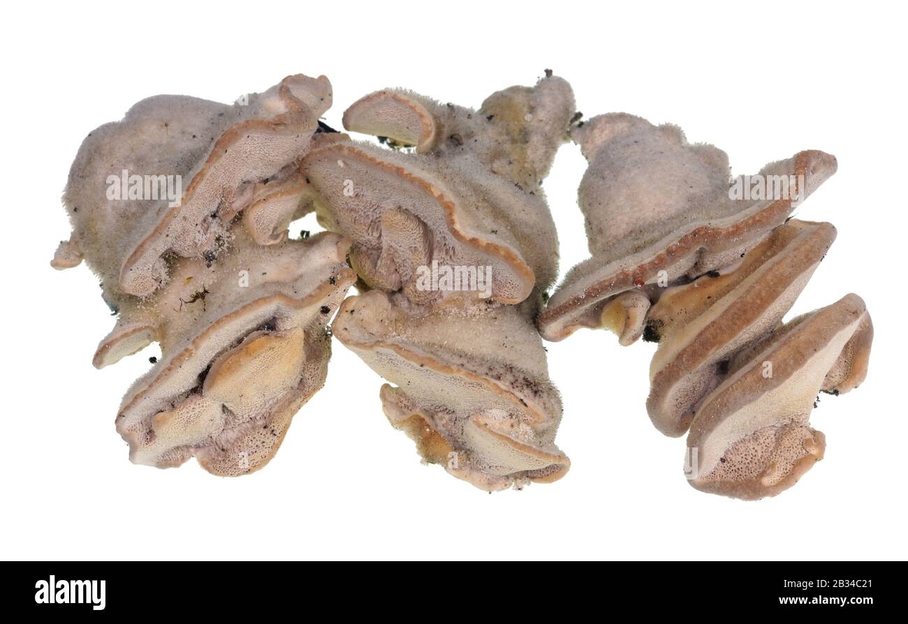 Gewöhnliche europäische Waldbaumpilze sehen einem Tumor im menschlichen Gehirn ähnlich. Isoliert auf weißem Studio-Makro Stockfoto