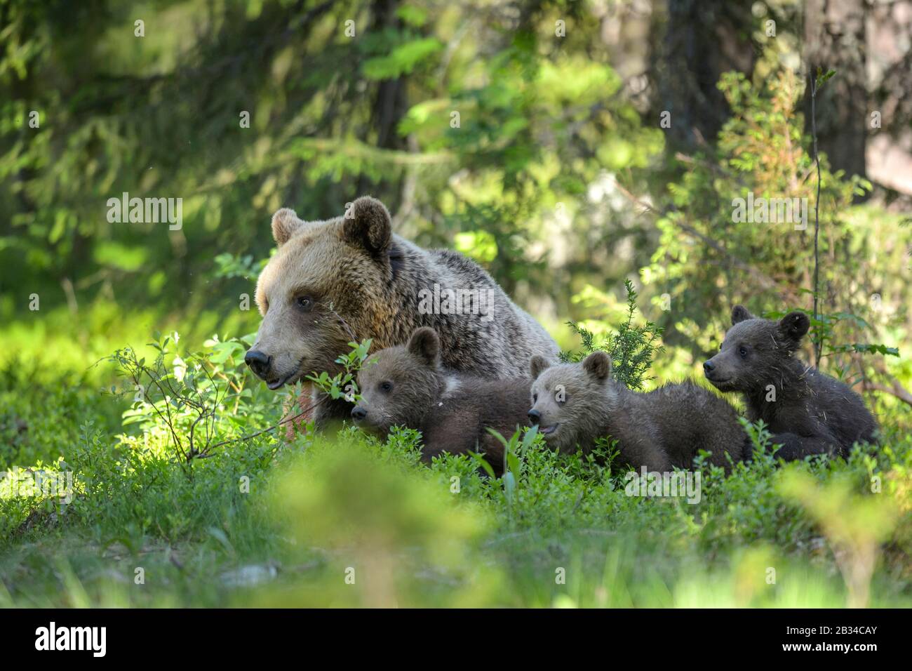 Europäischer Braunbär (Ursus arctos arctos), Bärin mit drei Bärenkuppen auf einer Wiese in einem Wald, Finnland, Karelia, Suomussalmi Stockfoto